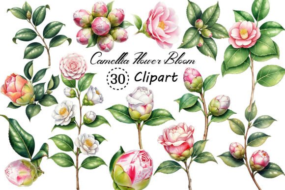 Camellia Flower Bloom PNG Clipart for Modern Design